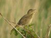 Grasshopper Warbler at Two Tree Island (Steve Arlow) (56249 bytes)